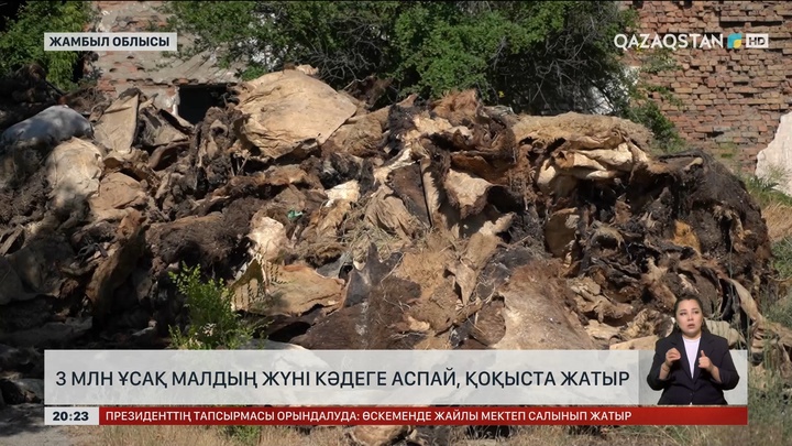 Жамбылда 3 млн ұсақ малдың жүні кәдеге аспай, қоқыста жатыр