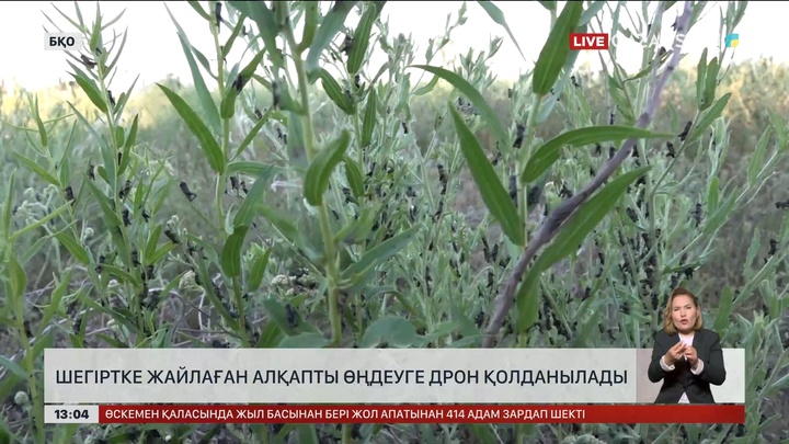 БҚО-да шегірткені улауға дрон қолданылады