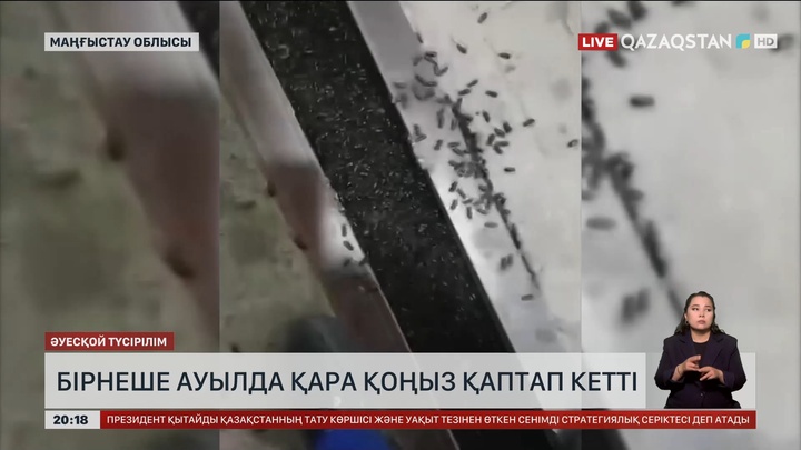Маңғыстау облысында бірнеше ауылда қара қоңыз қаптап кетті