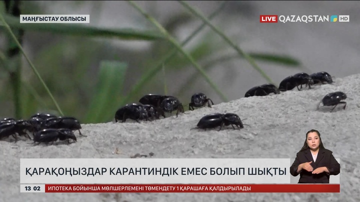 Маңғыстаудың Бейнеу ауданында қаптап кеткен қоңыздар зерттелді