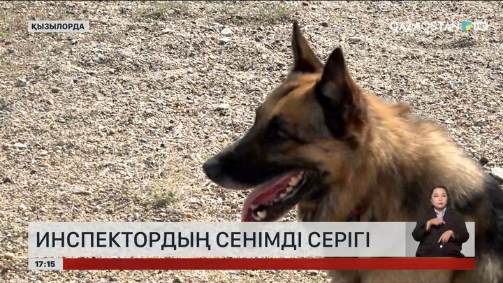 Қызылорда облысында жыл басынан бері полиция құрылымындағы иісшіл иттердің арқасында 112 қылмыс әшкереленген