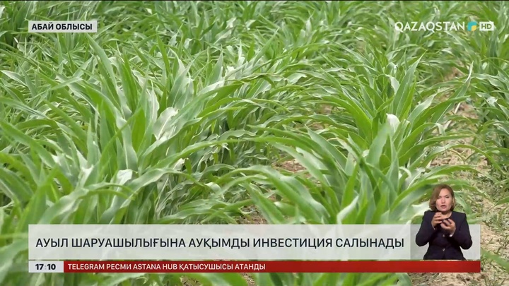 Абай облысының ауыл шаруашылығына ауқымды инвестиция тартылды