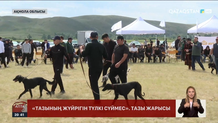 Қазақтың тазы тұқымын сақтау, дамыту және насихаттауға бағытталған жарыс өтті