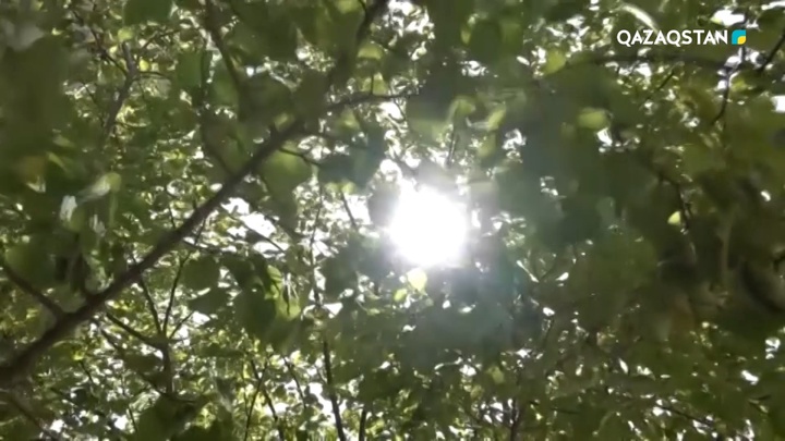 Ақтаулық зейнеткер бүтін бір тұрғын үй кешенінің айналасын баққа айналдырған