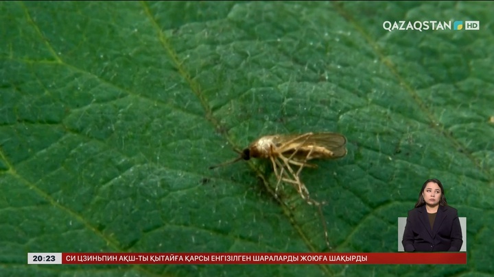 Солтүстік Қазақстан облысында маса әдеттегіден көбейіп кеткен