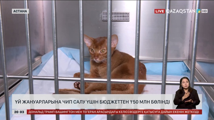 Елімізде үй жануарларына чип салу үшін бюджеттен 50 млн теңге бөлінді