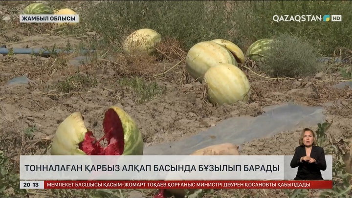 Жамбыл облысында тонналаған қарбыз алқап басында бұзылып барады