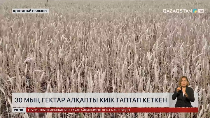 Қостанай облысында 30 мың гектар алқапты киік таптап кеткен