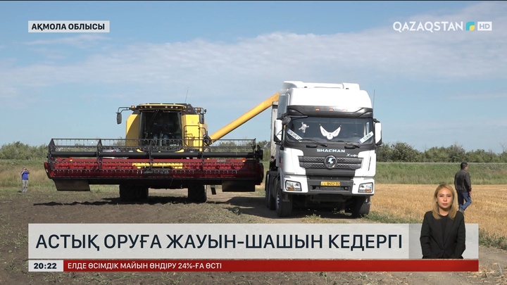 Ақмола облысында астық оруға жауын-шашын кедергі