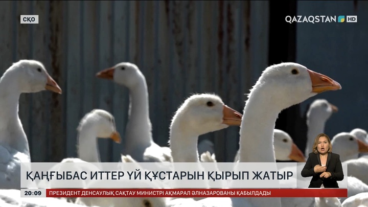 СҚО-да қаңғыбас иттер үй құстарын қырып жатыр