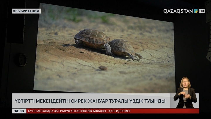 Лондонда Үстіртті мекендейтін тасбақа туралы деректі фильм көрсетілді