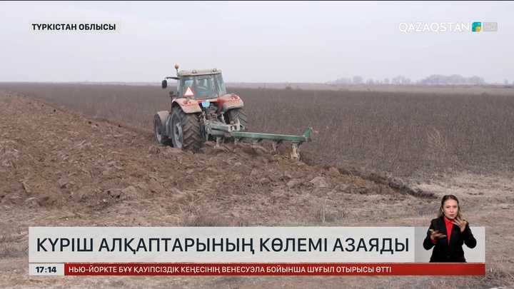 Түркістан облысында күріш егуге тыйым салынды