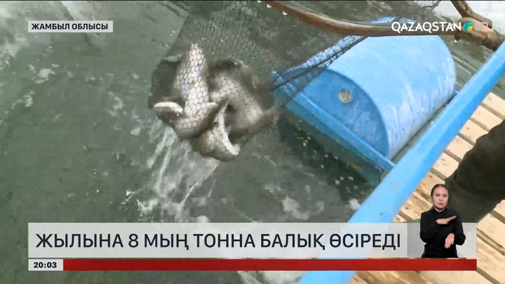 Жамбыл облысында жылына 8 мың тонна балық өсіреді 
