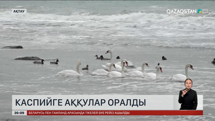 Ақтауға аққулар оралды