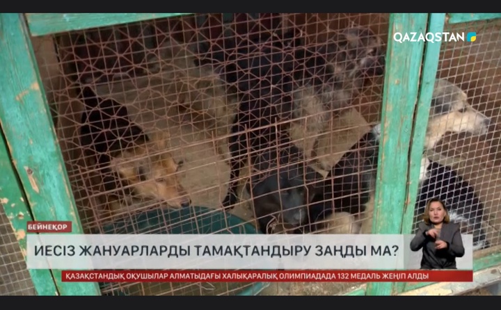 Иесіз жануарларды тамақтандыру заңды ма?