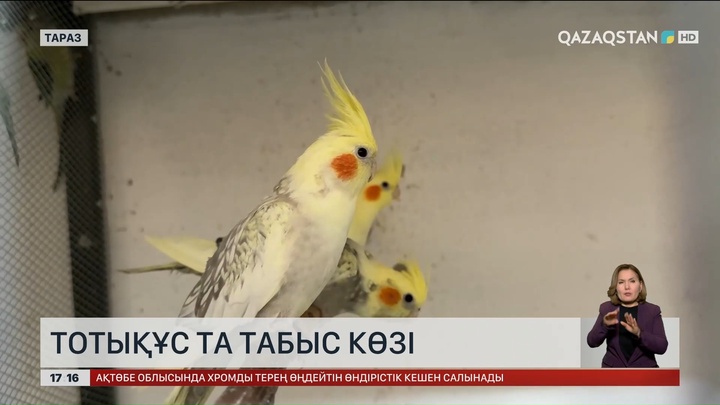 Тараздық тұрғын тотықұсты табыс көзіне айналдырып отыр