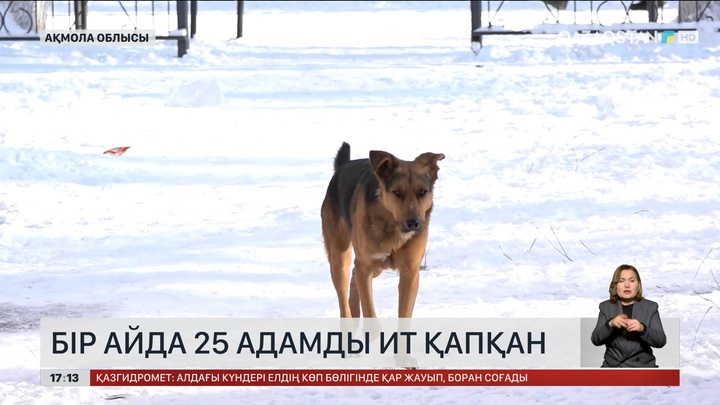 Ақмола облысында 2,5 мың адамды ит қауып алған