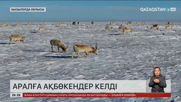 Аралға ақбөкендер келді 