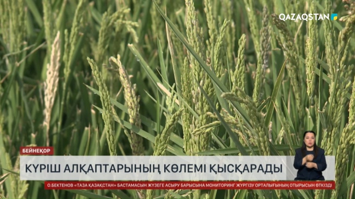  Күріштің көлемі қысқарады