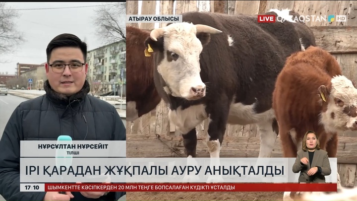 Атырау облысында ірі қарадан жұқпалы ауру анықталды