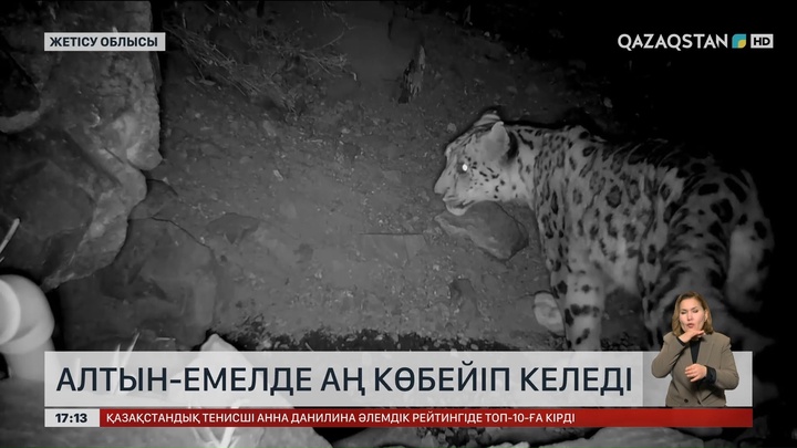 Алтынемелде аң көбейіп келеді