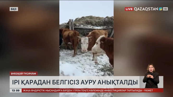 БҚО-да 263 бас сиыр белгісіз ауруға шалдыққан