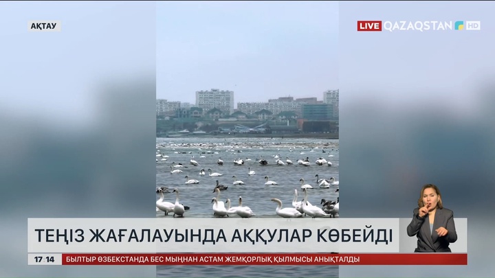 Каспий жағасында аққу көбейді