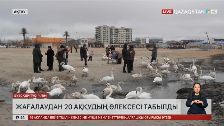 Маңғыстауда 20 аққудың өлексесі табылды