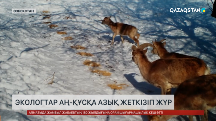 Өзбекстанда экологтар аң-құсқа азық жеткізіп жүр 