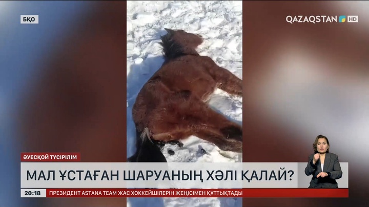 Мал ұстаған шаруаның хәлі қалай?