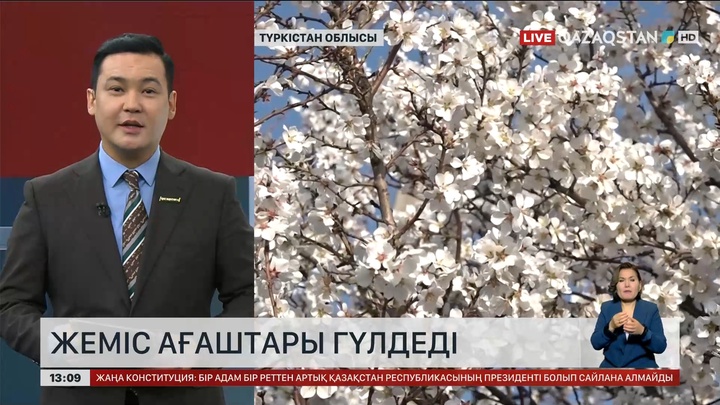 Түркістан облысында жеміс ағаштары гүлдей бастады