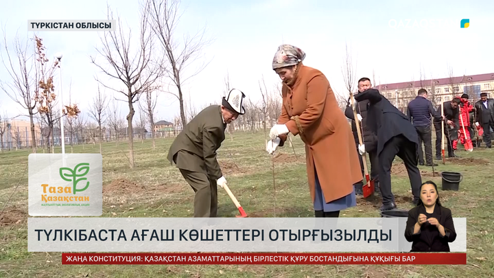 Түлкібаста 1500 түп көшет екті