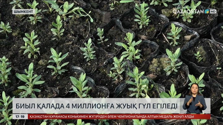 Шымкентке 4 миллион тал гүл егеді