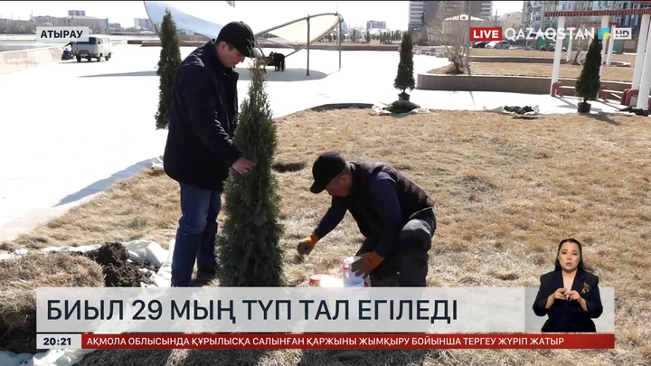 Еріктілер 300 түп көшет отырғызды