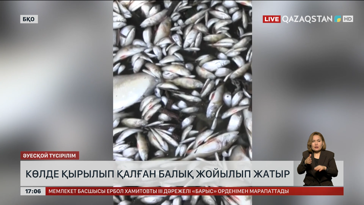 БҚО-да қырылған балықты жоя бастады