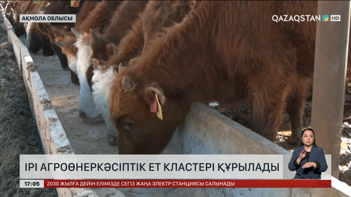 Ақмола облысында ірі ет кластері құрылады