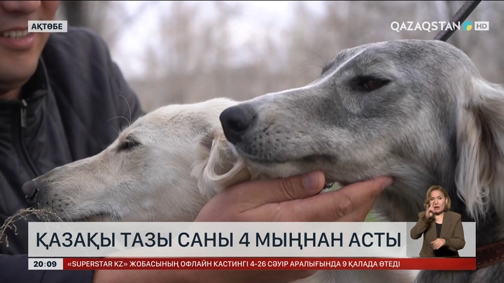 Қазақы тазы саны төрт мыңнан асты