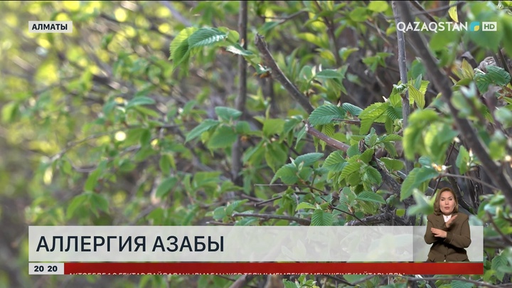 Алматылықтардың 40 пайызы жыл сайын маусымдық аллергиямен күреседі