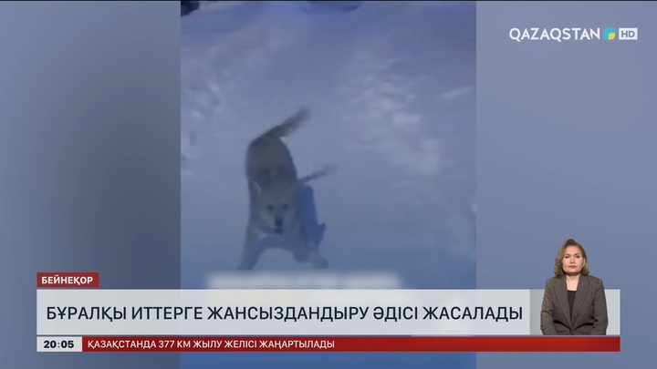  Бұралқы иттерге жансыздандыру әдісі жасалады