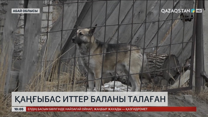 Семейде қаңғыбас иттер баланы талаған