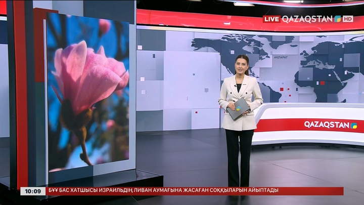 Алматыда магнолия ағаштары гүлдеп, қалаға ерекше көрік берді