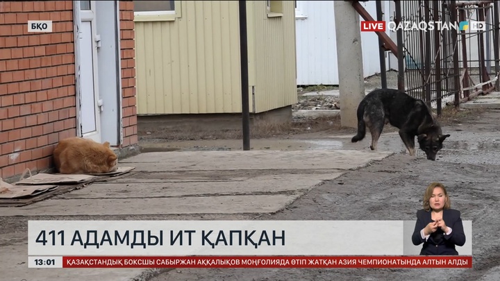 БҚО-да үш айда 411 адамды ит қапқан