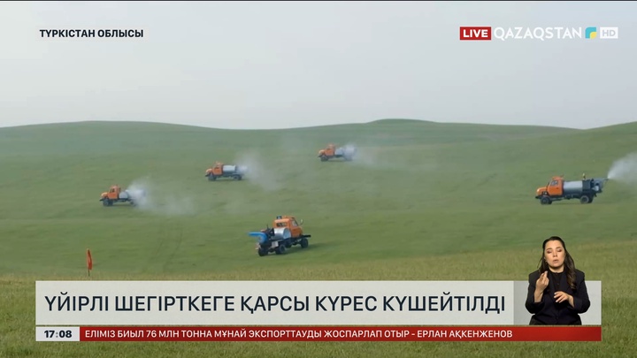 Түркістан облысында шегірткемен күрес күшейтілді