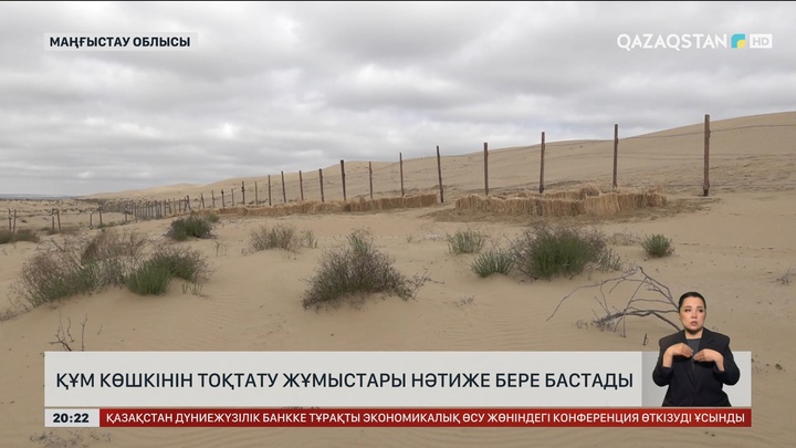 Сенек ауылында құм көшкінін тоқтату үшін 5 мыңға жуық сексеуіл мен жүзген егілді