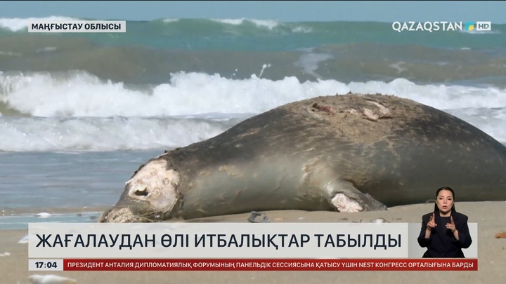 Каспий жағасынан 200-ге жуық өлі итбалық табылды