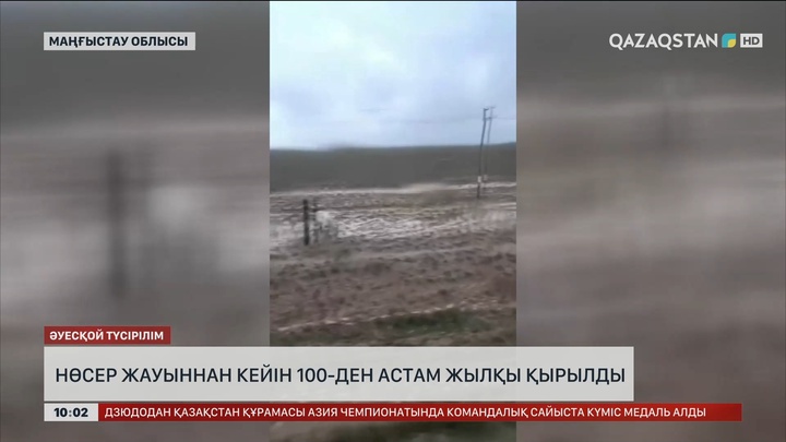 Маңғыстауда нөсер жауыннан кейін 100-ден астам жылқы батпаққа батып өлген