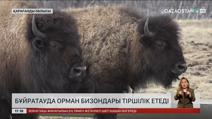 Бұйратауды бизондар әбден жерсінген