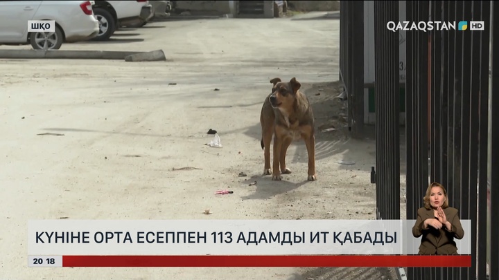 Күніне орта есеппен 113 адамды ит қабады