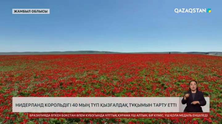 Нидерланд Корольдігі 40 мың түп қызғалдақ тұқымын сыйлады 