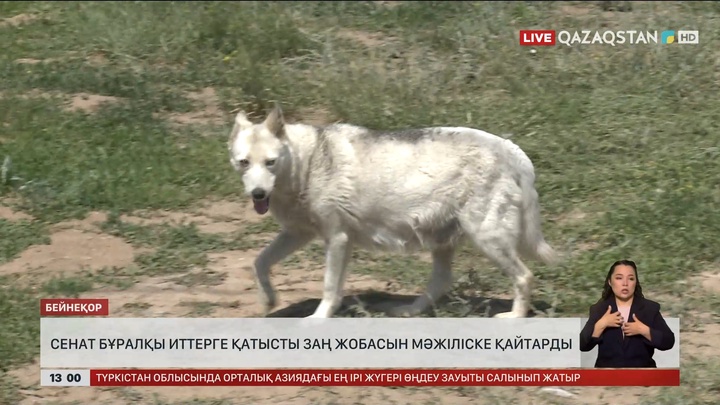 Сенат бұралқы иттер мәселесіне арналған құжатты Мәжіліске қайтарды